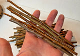 Flamin' Fury Peach Cuttings - Scion Wood for Grafting (5-Pack) Green Plant