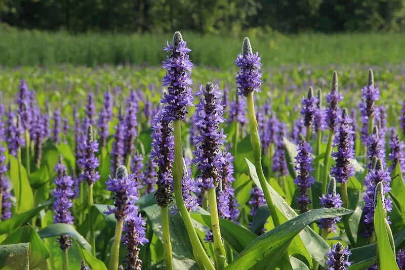 1 Purple Pickerel Rush Plant (Not Rhizomes/Tubers) Green Plant