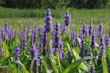 1 Purple Pickerel Rush Plant (Not Rhizomes/Tubers) Green Plant