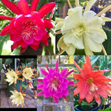 5 epiphyllum cutting MIX COLORS Orchids