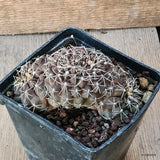 D5680 GYMNOCALYCIUM BALDIANUM CRESTED pot10-H5-W11 cm MaMa Cactus Green Plant
