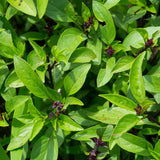 150 ANISE BASIL SEEDS NON-GMO FRESH FOR GARDENS US SELLER SHIPS QUICK Garden Plants