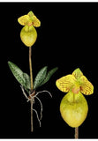 Mini Artificial Paphiopedilum Lady Slipper Orchid YELLOW GREEN Flowering Plants
