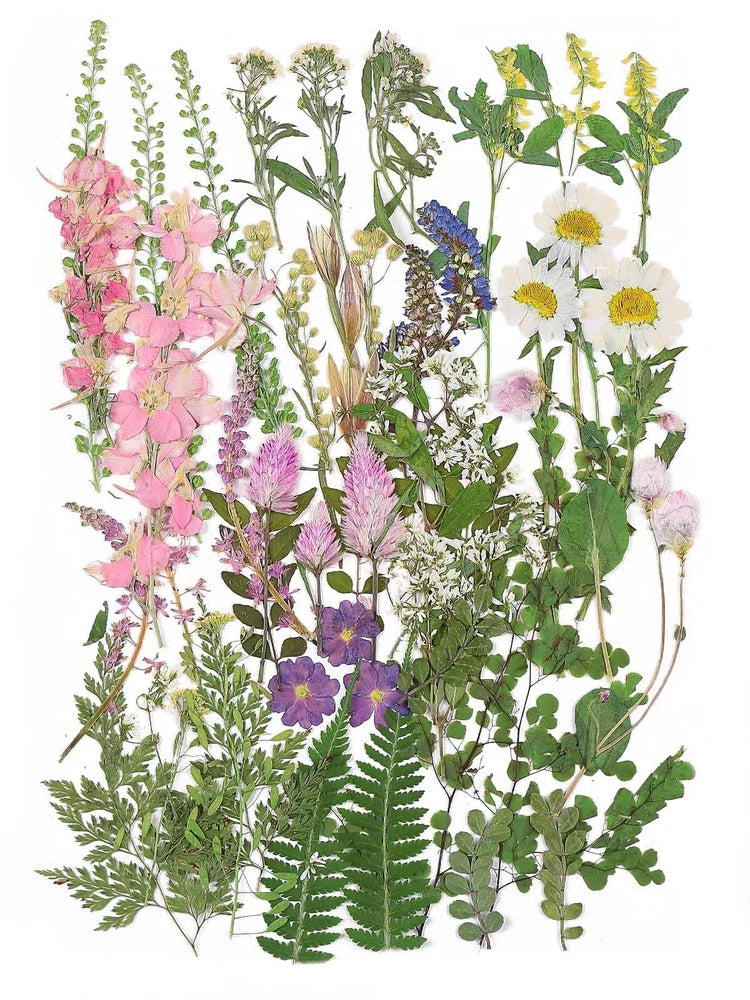 Assorted pressed dried flowers with leaves, pink yellow purple white and green stems