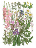 Large Dried Pressed Flowers for Art Crafts, Real Dry Natural Spring Garden Dried Flower