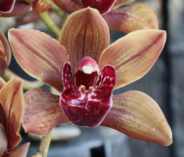 Orchids Cymbidium First Dance Orchids