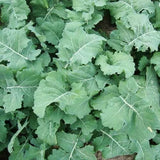 PREMIER KALE SEEDS 500+ EARLY HANOVER garden VEGETABLE green SALAD FREE SHIPPING Garden Plants