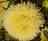 ASTER GREMLIN DOUBLE YELLOW Callistephus Chinensis - 100 Bulk Seeds Garden Plants