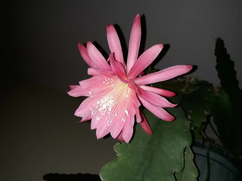Pink cactus orchid cutting with green pads and open pink flower