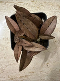 Orchid live Oeceoclades monophylla - potted Orchids