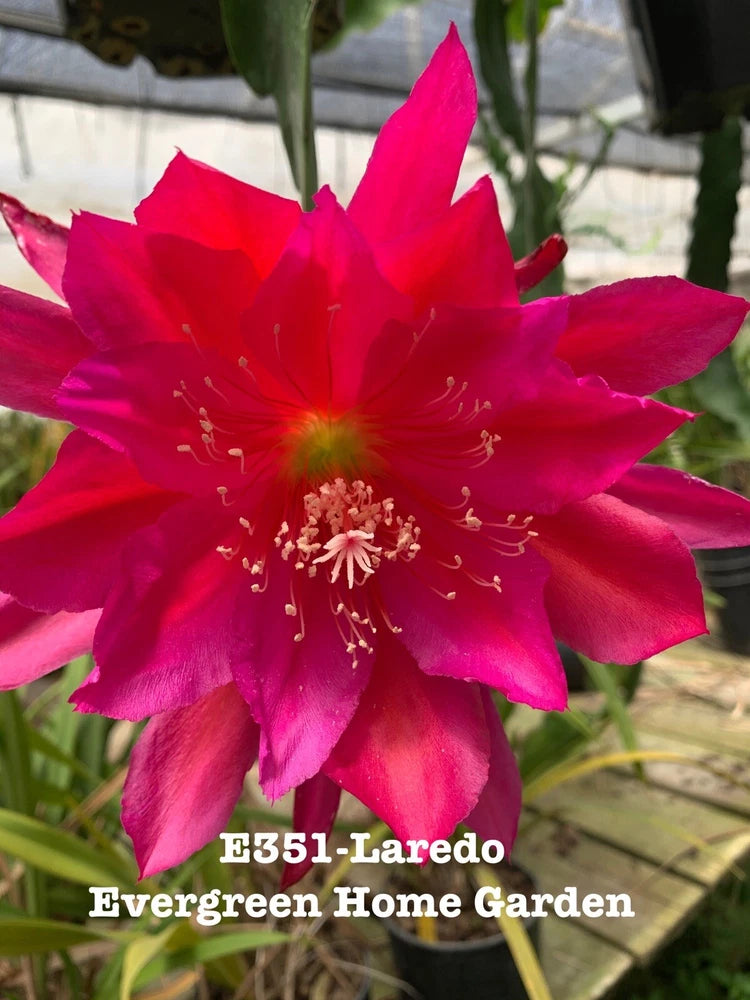 Orchid cactus in 4-inch starter pot, bright fuchsia-pink flower with long stamens