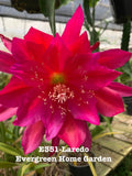 Rooted Epiphyllum Orchid Cactus ÒLaredoÓ Growing In 4Ó Starter Pot. Orchids