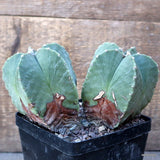 D1936 ASTROPHYTUM MYRIOSTIGMA DICHOTOMIC pot12-H12-W18 cm MaMa Cactus Green Plant