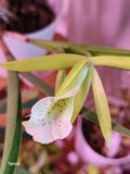 Brassavola Orchid Houseplant, Broadleaf, Key Lime Orchid, Fragrant orchid Orchids