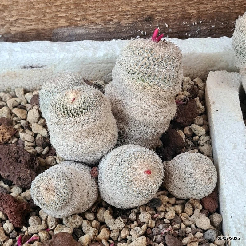 D5522 EPITHELANTHA MICROMERIS potX-H9-W13 cm MaMa Cactus Green Plant