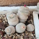 D5522 EPITHELANTHA MICROMERIS potX-H9-W13 cm MaMa Cactus Green Plant