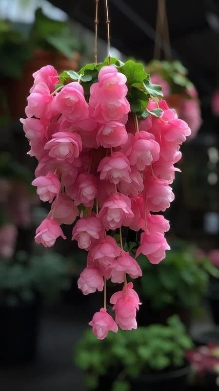Weeping Begonia Flower Bulbs Pink | Pack of 2 | Easy Grow Garden Flowering Plants