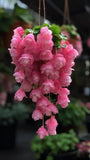 Weeping Begonia Flower Bulbs Pink | Pack of 2 | Easy Grow Garden Flowering Plants