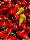 25+ Aji Cacho de Cabra Hot Pepper Seeds for Garden - USA - FREE SHIPPING! Garden Plants