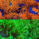 RAINBOW COLOR __ ROSE & GREEN 2-PACK Bubble tip Anemone -BTA Beautiful X2 Anemone