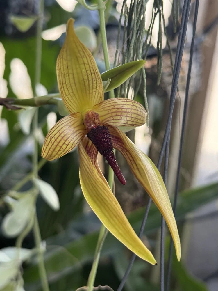Bulbophyllum Memoria Howard Gunn orchid with yellow petals and dark maroon center
