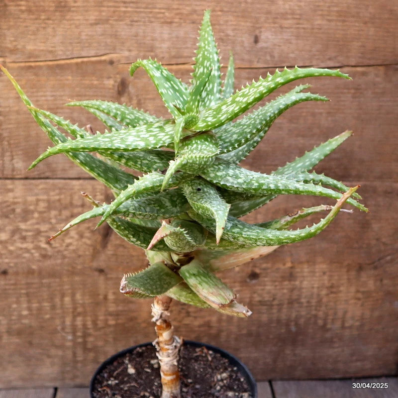 Potted Aloe plant with spiky green leaves in a small dark soil pot