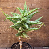 A9867 ALOE JUCUNDA pot14-H35-W28 cm MaMa Cactus Green Plant