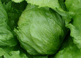ICEBERG LETTUCE SEEDS 1000+ HEAD lettuce VEGETABLE garden SALAD FREE SHIPPING Garden Plants