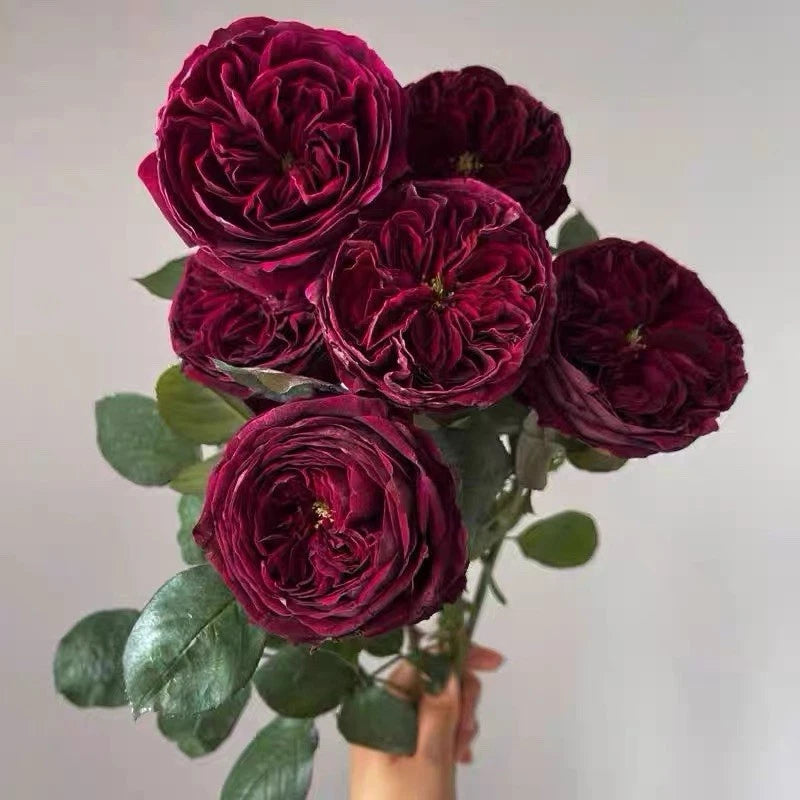 Dark red shrub rose bouquet with layered petals and green leaves