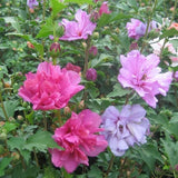 MIXED ROSE OF SHARON HIBISCUS ALTHEA LIVE 3 PLANTS  VARIOUS COLORS 2.5'' in pot Flowering Plants