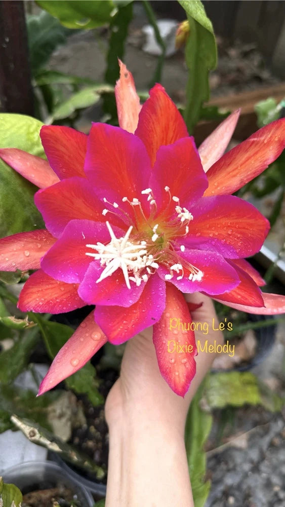 Epiphyllum orchid cutting with one red-orange and magenta flower, yellow center