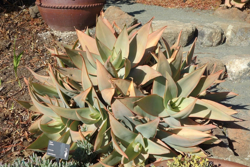 Aloe striata 100 Seeds - Coral Aloe Flowering Plants