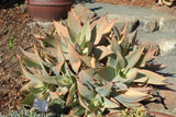 Aloe striata 100 Seeds - Coral Aloe Flowering Plants