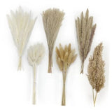 120 Stems Dried Pampas Grass Decor Contains Bunny Tails, Reed, 120 PCS Pampas Pampas Grass