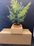 NEW Pottery Barn Faux Southern Mini Maiden Hair Fern in Terra Cotta Potted NWT Green Plant