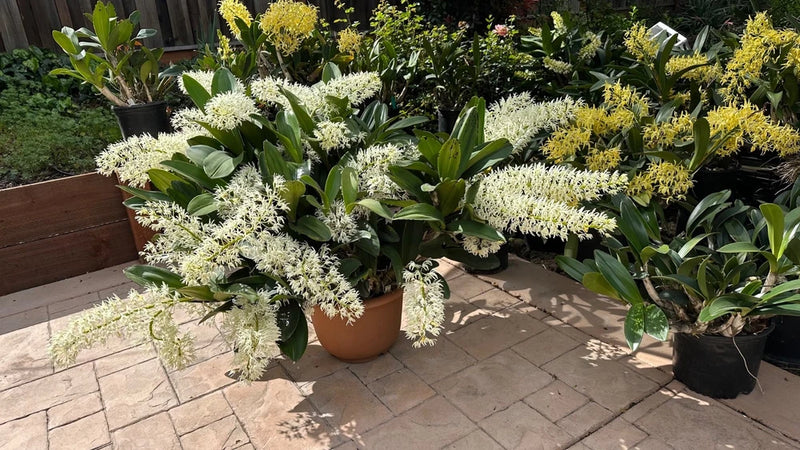 Rock Lily orchid plants in pots with cream-white and yellow blooms