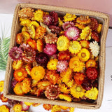 IWURBP 90-110 Pcs Natural Dried Daisy Flower Heads Ð 40-60 PCS, Colorful Dried Flower