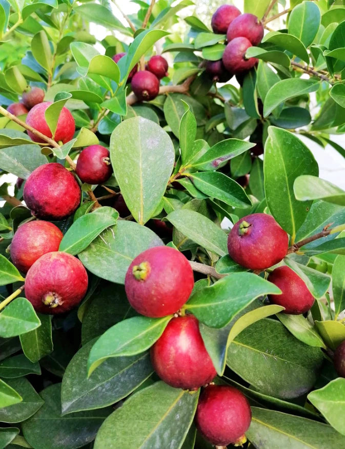 Strawberry guava plant with glossy green leaves and clusters of red fruit on branches