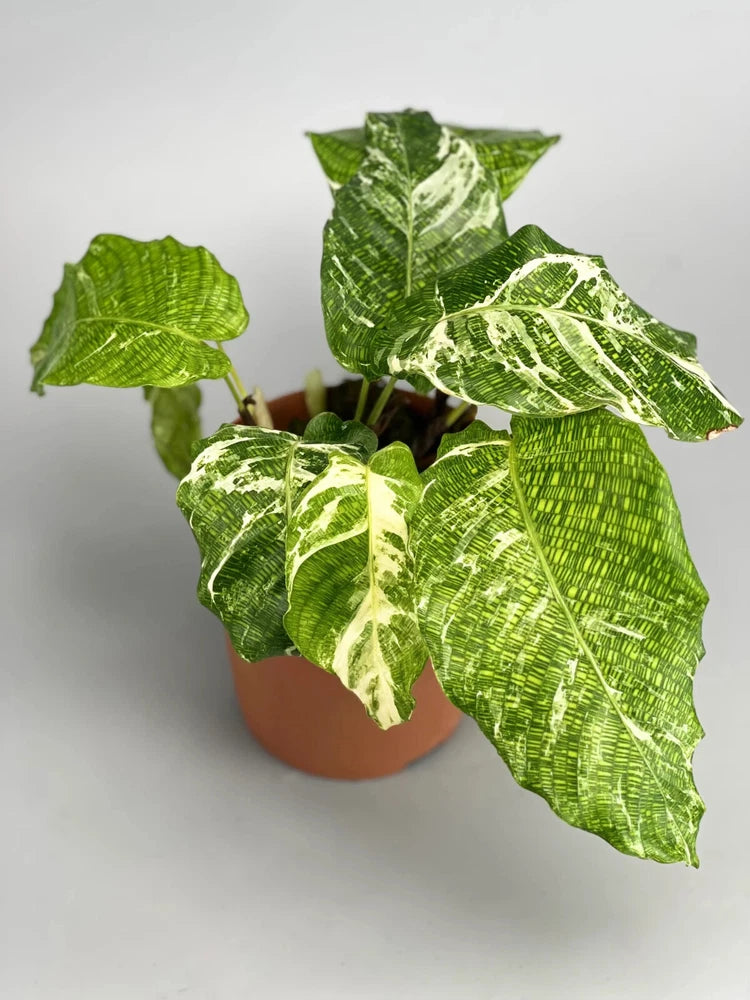 25+ Variegata Calathea Seeds for Garden Planting - USA - FREE SHIPPING! Garden Plants