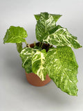 25+ Variegata Calathea Seeds for Garden Planting - USA - FREE SHIPPING! Garden Plants