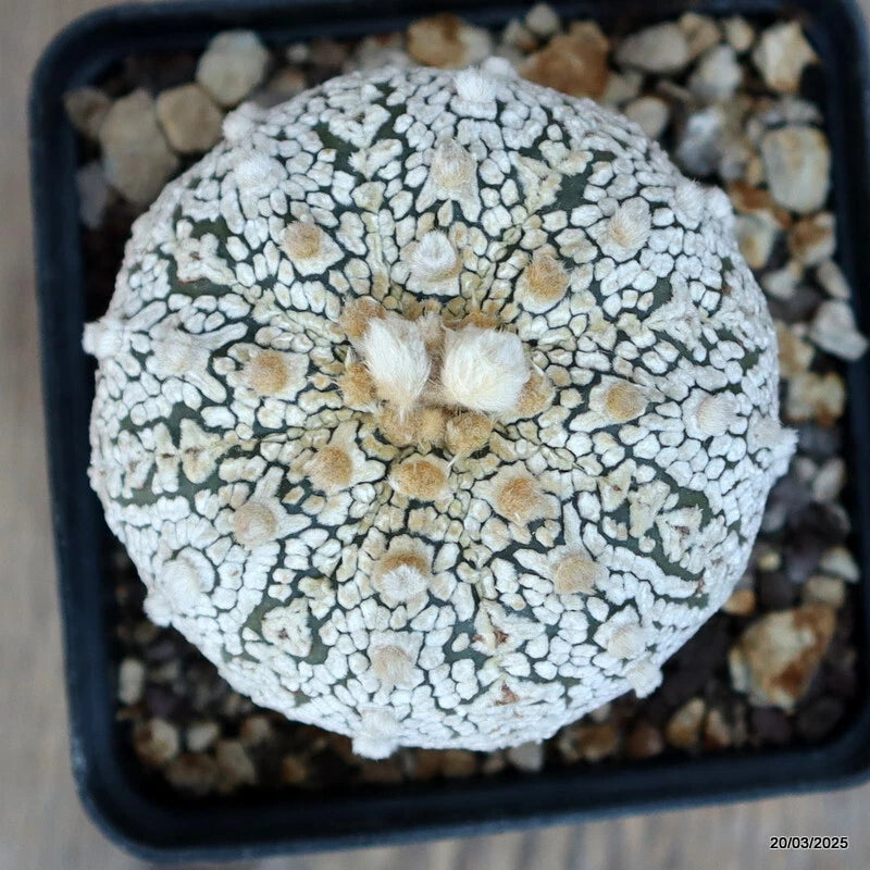 Potted Astrophytum cactus with white speckled surface and pale yellow patches
