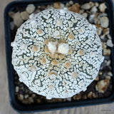 A3996 ASTROPHYTUM SUPERKABUTO "V" TYPE pot9-H7-W7 cm MaMa Cactus Green Plant