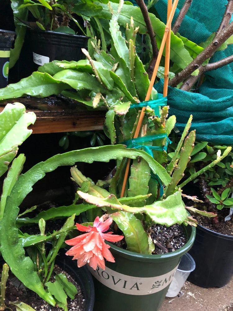 Moloch Epiphyllum Orchid Cactus 6 to 8 inches Cutting Orchids