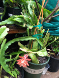 Moloch Epiphyllum Orchid Cactus 6 to 8 inches Cutting Orchids