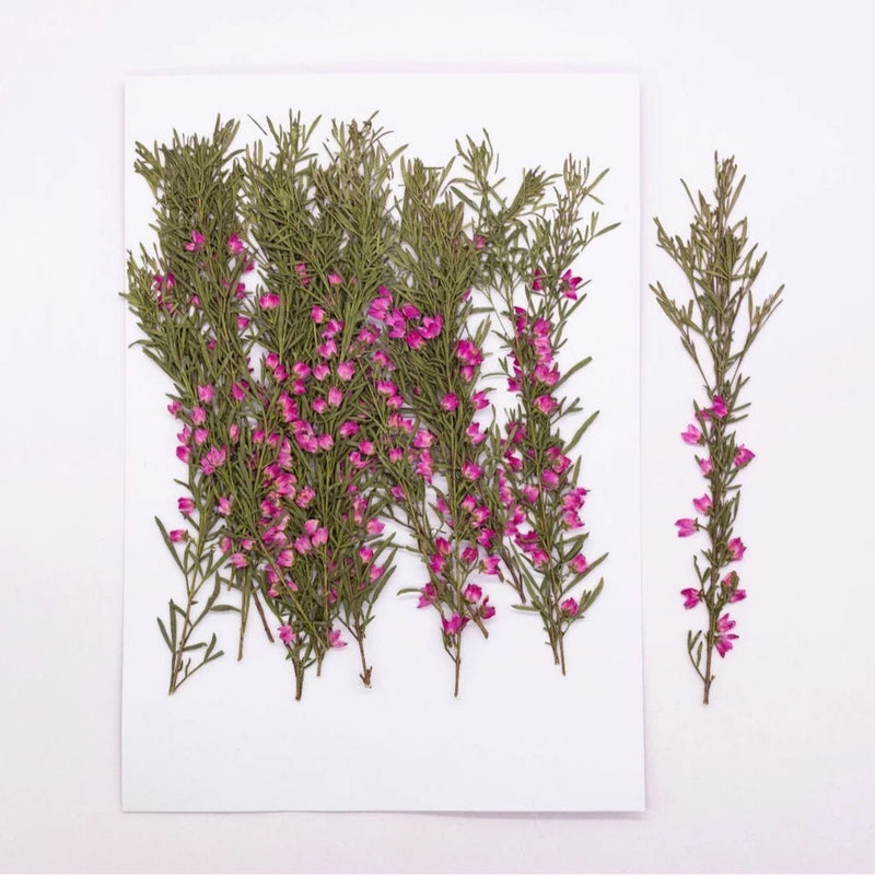 Pressed dried pink tiny flowers with leaves and stems, multi-stem bundle set