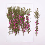 12PCS Real Pressed Dried Tiny Pink Flower with Leaves and Stem FSS05 Dried Flower