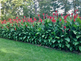 5 Red Canna Lily bulbs Rhizomes 4-5 feet large green leaves deer resistant Lily