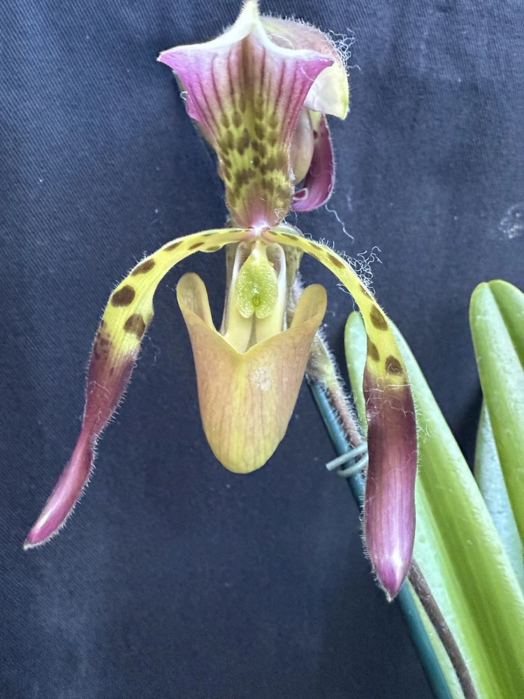 Paphiopedilum haynaidianum orchid with yellow-green and purple mottled petals on stem