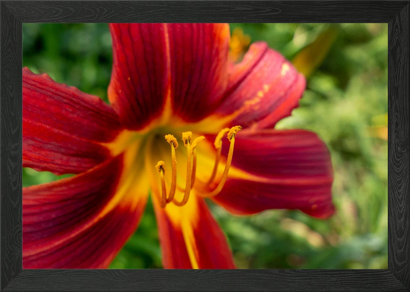 Red Orange Lily flower Framed Wall Art Poster Canvas Print Picture Lily