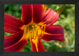 Red Orange Lily flower Framed Wall Art Poster Canvas Print Picture Lily